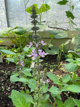 Load image into Gallery viewer, BASIL - HOLY (Tulsi)