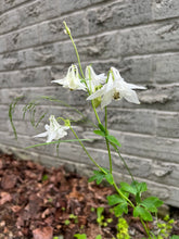 Load image into Gallery viewer, COLUMBINE - White