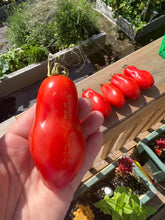 Load image into Gallery viewer, TOMATO - San Marzano