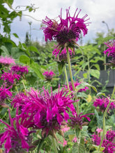 Load image into Gallery viewer, BEE BALM - Purple
