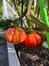 Load image into Gallery viewer, TOMATO - Mushroom Basket