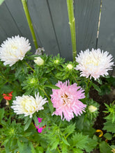 Load image into Gallery viewer, ASTER - Kingsize Appleblossom