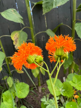 Load image into Gallery viewer, TASSEL FLOWER - Irish Poet