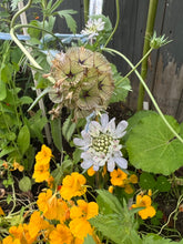 Load image into Gallery viewer, STARFLOWER - Scabiosa Stellata