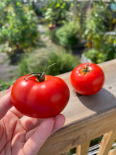 Load image into Gallery viewer, TOMATO - Manitoba
