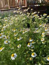 Load image into Gallery viewer, CHAMOMILE - German