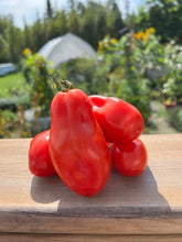 Load image into Gallery viewer, TOMATO - San Marzano