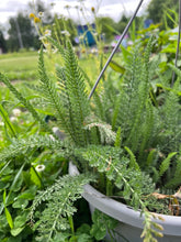Load image into Gallery viewer, YARROW - Pink