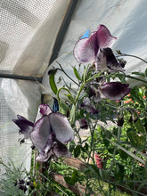 Load image into Gallery viewer, SWEET PEA - Nimbus