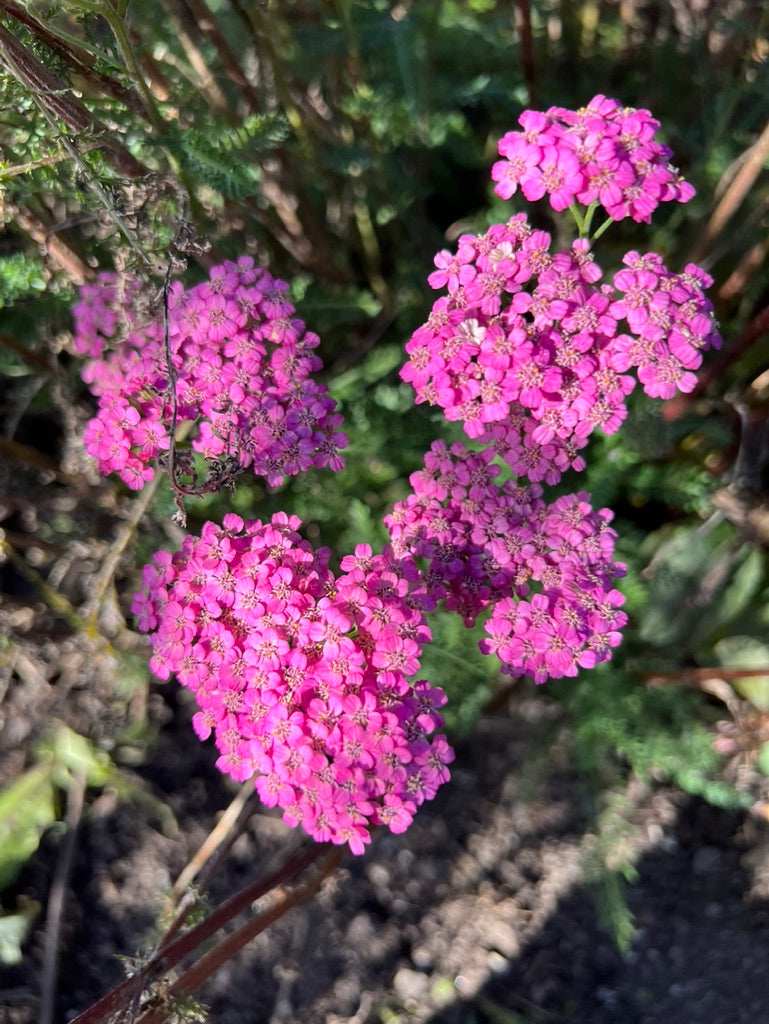 Pink Yarrow / Achillea millefolium, This morning, I have ju…