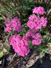 Load image into Gallery viewer, YARROW - Pink