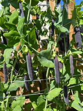 Load image into Gallery viewer, PEA - Purple Mist