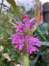 Load image into Gallery viewer, BEE BALM - Lilac