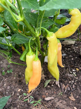 Load image into Gallery viewer, PEPPER (HOT) - Sugar Rush Peach