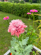 Load image into Gallery viewer, POPPY - Double Pink