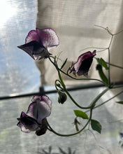 Load image into Gallery viewer, SWEET PEA - Nimbus