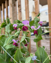 Load image into Gallery viewer, PEA - Purple Mist