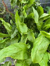 Load image into Gallery viewer, SORREL - Large Leaf