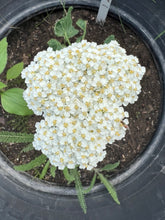 Load image into Gallery viewer, YARROW - White