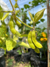 Load image into Gallery viewer, BEAN, BUSH - SOYBEAN | Agate