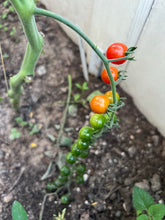 Load image into Gallery viewer, TOMATO - Spoon