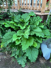 Load image into Gallery viewer, RHUBARB