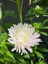 Load image into Gallery viewer, ASTER - Kingsize Appleblossom