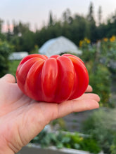 Load image into Gallery viewer, TOMATO - Mushroom Basket