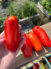 Load image into Gallery viewer, TOMATO - Italian Style