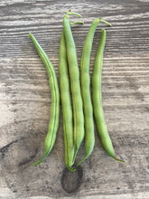 Load image into Gallery viewer, BEAN, BUSH - Tendergreen