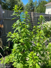 Load image into Gallery viewer, MOTHERWORT