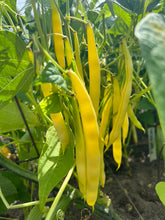 Load image into Gallery viewer, BEAN, BUSH - Golden Wax