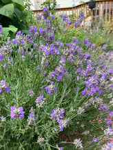 Load image into Gallery viewer, LAVENDER - Munstead