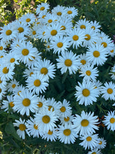 Load image into Gallery viewer, DAISY - Shasta
