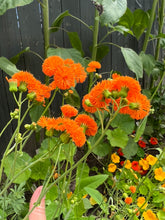 Load image into Gallery viewer, TASSEL FLOWER - Irish Poet