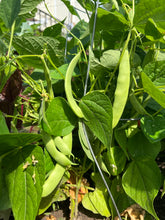 Load image into Gallery viewer, BEAN, BUSH - Roma II