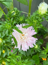 Load image into Gallery viewer, ASTER - Kingsize Appleblossom