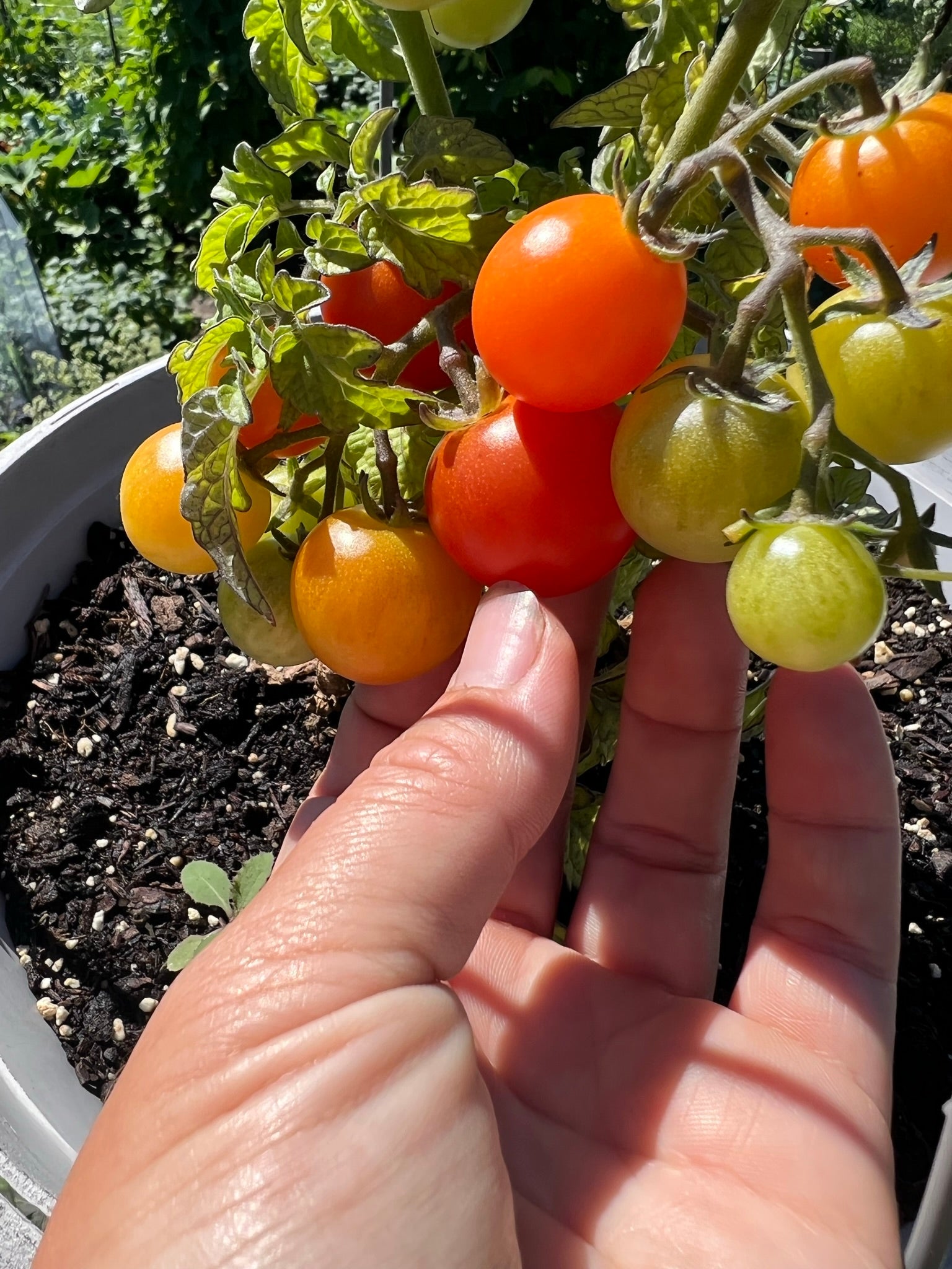 bonsai tomate TOMATO