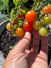 Load image into Gallery viewer, TOMATO - Bonsai Micro-Dwarf