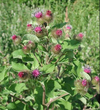 Load image into Gallery viewer, BURDOCK