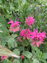 Load image into Gallery viewer, BEE BALM - Pink