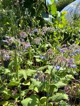 Load image into Gallery viewer, BORAGE