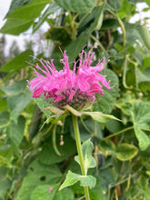 Load image into Gallery viewer, BEE BALM - Pink