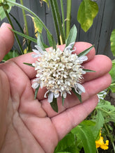 Load image into Gallery viewer, STARFLOWER - Scabiosa Stellata