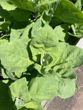 Load image into Gallery viewer, SPINACH - Large Leaf