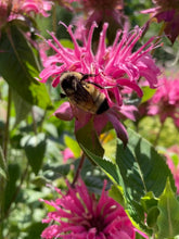 Load image into Gallery viewer, BEE BALM - Pink