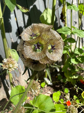 Load image into Gallery viewer, STARFLOWER - Scabiosa Stellata