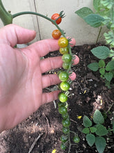 Load image into Gallery viewer, TOMATO - Spoon