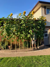 Load image into Gallery viewer, SUNFLOWER - Giant Mix