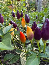 Load image into Gallery viewer, PEPPER (HOT) - Bolivian Rainbow